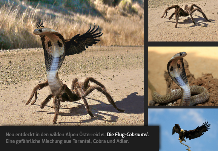 Erschafft ein Fantasie-Geschöpf aus mehreren Tieren!