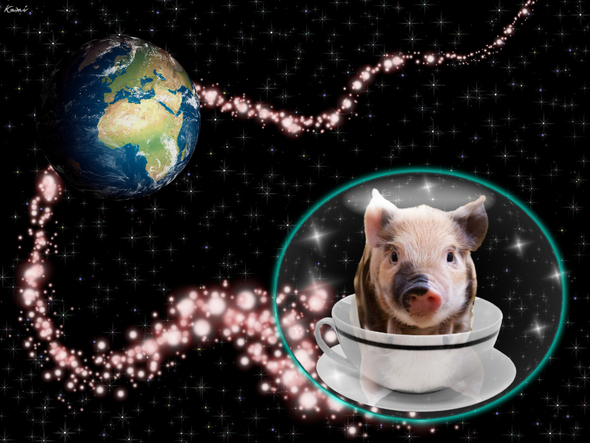 Schweinchen im Weltall